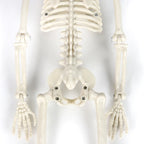 40cm Posable Halloween Skeleton Decoration