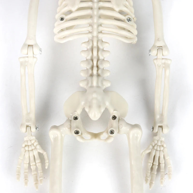 40cm Posable Halloween Skeleton Decoration