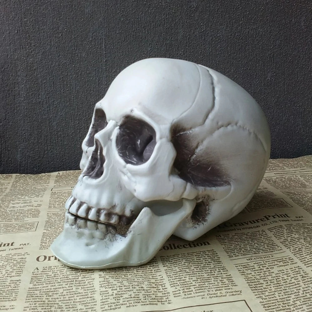 Realistic Plastic Skull Halloween Decoration