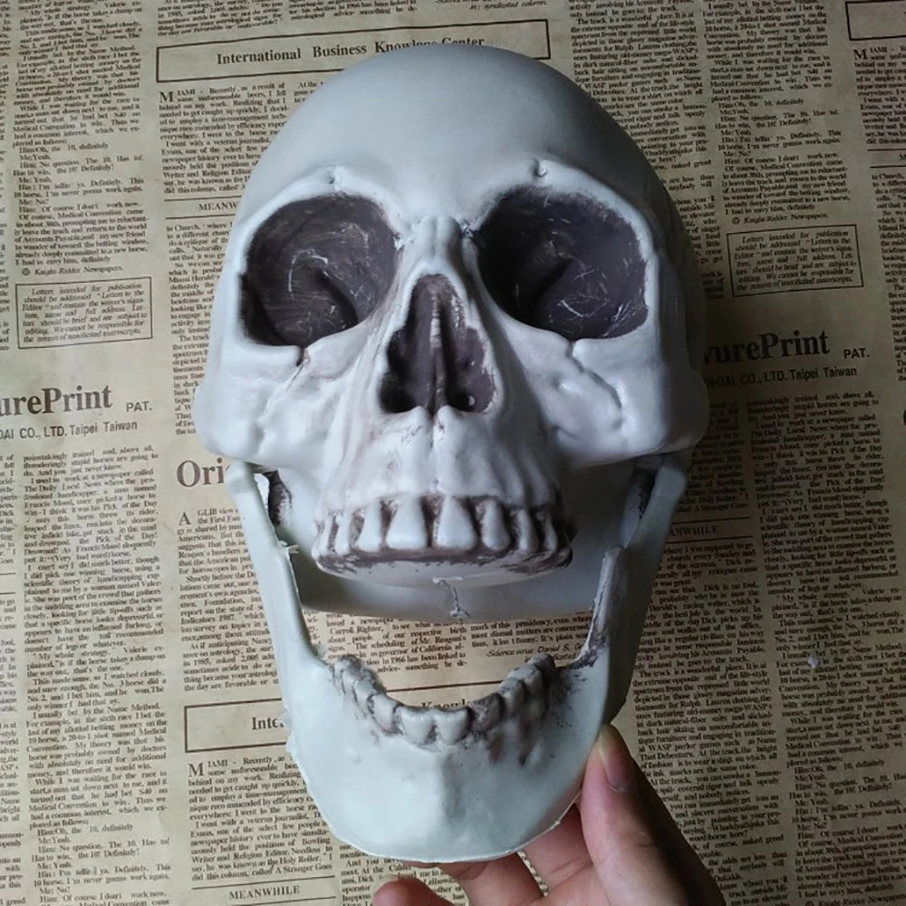 Realistic Plastic Skull Halloween Decoration